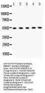 Anti-MMP3 Antibody Picoband®