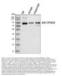 Anti-MSK1/RPS6KA5 Antibody Picoband®