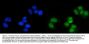 Anti-MSK1/RPS6KA5 Antibody Picoband®