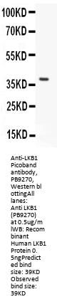 Anti-LKB1/STK11 Antibody Picoband®