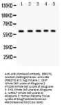 Anti-LKB1/STK11 Antibody Picoband®