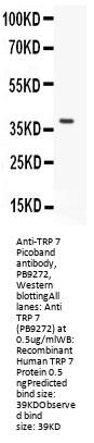 Anti-TRP 7/TRPC7 Antibody Picoband®