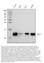 Anti-MIF Antibody Picoband®