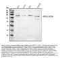 Anti-ABCB4 Antibody Picoband®