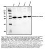 Anti-Galectin 3/LGALS3 Antibody Picoband®