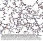 Anti-Galectin 3/LGALS3 Antibody Picoband®