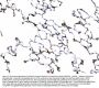 Anti-Galectin 3/LGALS3 Antibody Picoband®