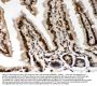 Anti-Lamin A+C/LMNA Antibody Picoband®