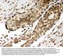 Anti-Lamin A+C/LMNA Antibody Picoband®