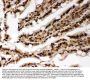Anti-Lamin A+C/LMNA Antibody Picoband®