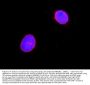 Anti-Lamin A+C/LMNA Antibody Picoband®