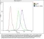 Anti-Lamin A+C/LMNA Antibody Picoband®