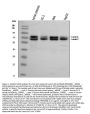 Anti-Lamin A+C/LMNA Antibody Picoband®