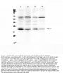 Anti-IKB alpha/NFKBIA Antibody Picoband®