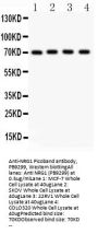 Anti-NRG1 Antibody Picoband®