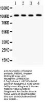 Anti-Neuropilin 1/NRP1 Antibody Picoband®