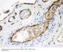 Anti-Neuropilin 1/NRP1 Antibody Picoband®