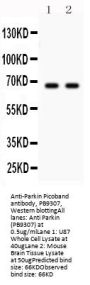 Anti-Parkin/PRKN Antibody Picoband®