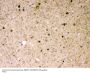 Anti-Parkin/PRKN Antibody Picoband®