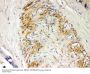 Anti-Parkin/PRKN Antibody Picoband®