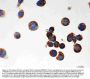 Anti-Parkin/PRKN Antibody Picoband®