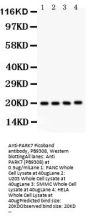 Anti-PARK7/DJ1 Antibody Picoband®