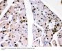 Anti-PARK7/DJ1 Antibody Picoband®