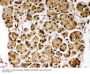 Anti-PARK7/DJ1 Antibody Picoband®