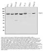 Anti-PARP/PARP1 Antibody Picoband®