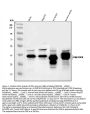 Anti-PBK Antibody Picoband®