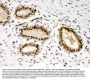 Anti-PBK Antibody Picoband®