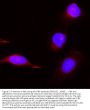 Anti-PBK Antibody Picoband®