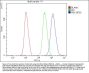 Anti-PBK Antibody Picoband®