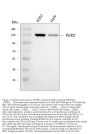 Anti-PER2 Antibody Picoband®