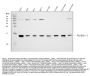 Anti-Profilin 1/PFN1 Antibody Picoband®