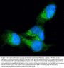 Anti-Profilin 1/PFN1 Antibody Picoband®
