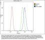 Anti-Profilin 1/PFN1 Antibody Picoband®