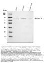 Anti-PKC beta 1/PRKCB Antibody Picoband®