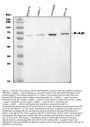 Anti-NF-kB p65/RELA Antibody Picoband®