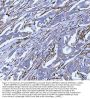 Anti-Hsp47/SERPINH1 Antibody Picoband®