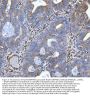 Anti-Hsp47/SERPINH1 Antibody Picoband®