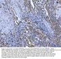 Anti-Hsp47/SERPINH1 Antibody Picoband®