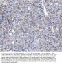Anti-Hsp47/SERPINH1 Antibody Picoband®