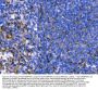 Anti-Hsp47/SERPINH1 Antibody Picoband®