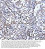 Anti-Hsp47/SERPINH1 Antibody Picoband®