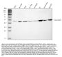 Anti-Hsp47/SERPINH1 Antibody Picoband®