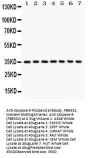 Anti-Caspase-9/CASP9 Antibody Picoband®