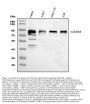Anti-CD44 Antibody Picoband®