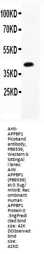 Anti-APPBP1/NAE1 Antibody Picoband®