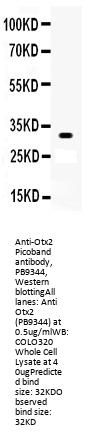 Anti-Otx2 Antibody Picoband®